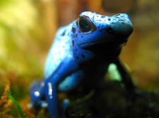 Blue Dart frog